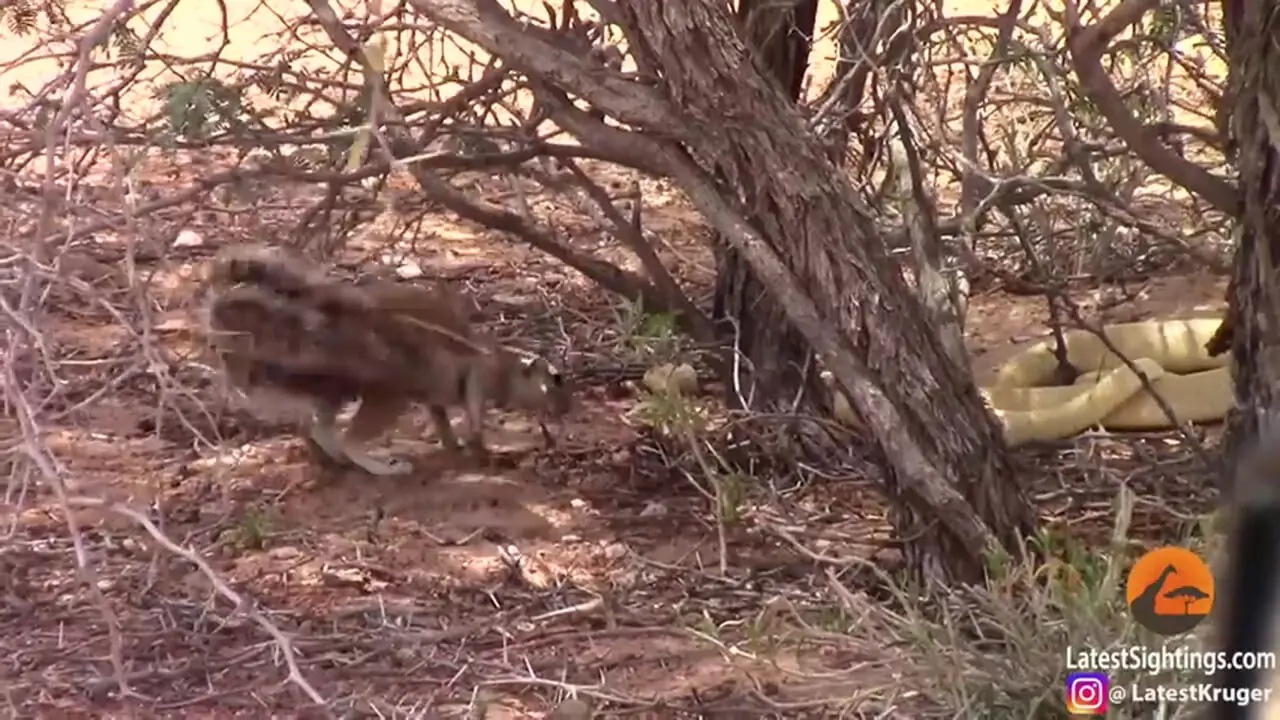 ببینید؛ نبرد شجاعانه سنجاب با مار کبرا برای نجات تولههایش!