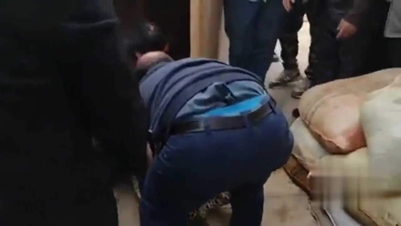 حضور ناگهانی پلنگ در حیاط خانه روستایی گیلان؛ فیلم منتشر شد