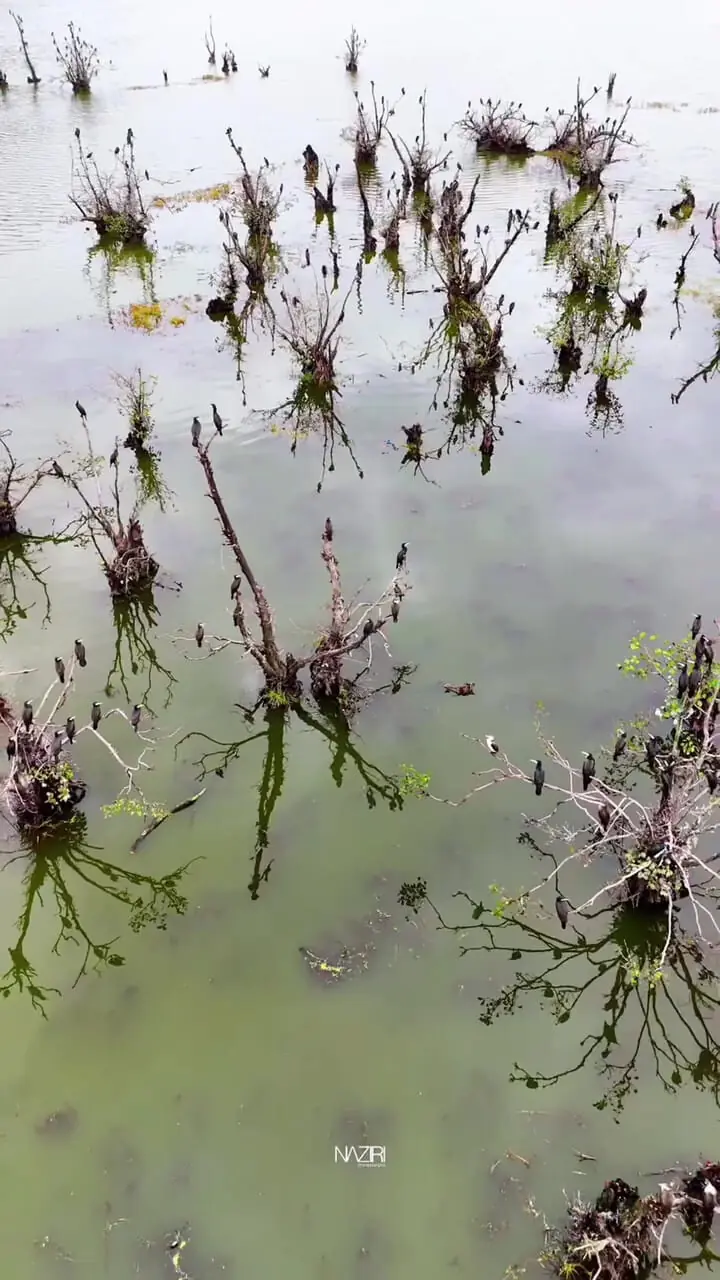 سفر کوتاه به بهشت گیلان؛ آرامش ناب تالاب استیل آستارا