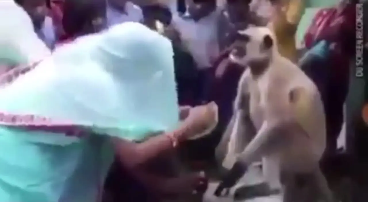 ویدیو عجیب؛ پرستش یک میمون توسط مردم هند!
