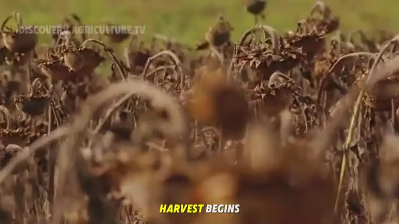 از مزرعه تا بطری؛ تولید روغن از تخمه آفتابگردان