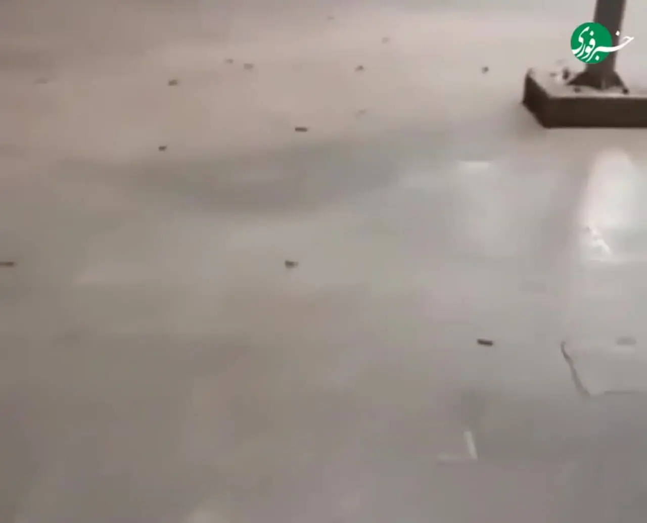 طوفان ملخ در مشهد؛ تصاویر هجوم حشرات در فضای مجازی